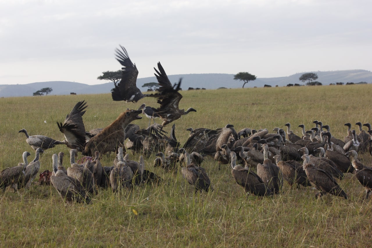 African Safari