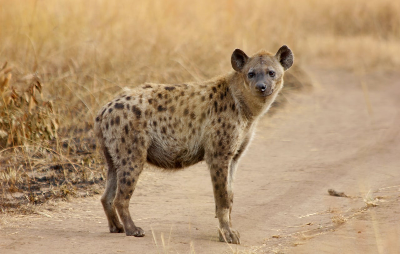 Wildlife Safari