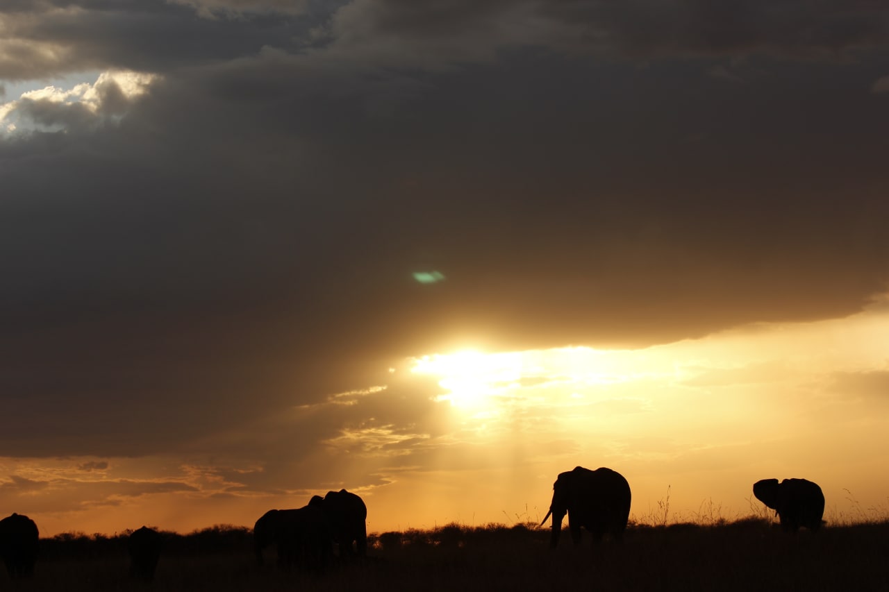 Safari Experience